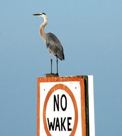 Blue Heron